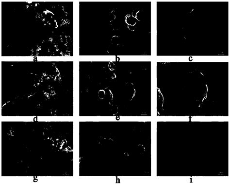 Magnetic Ferroferric Oxide Graphene Oxide Nano Composite Fenton Like