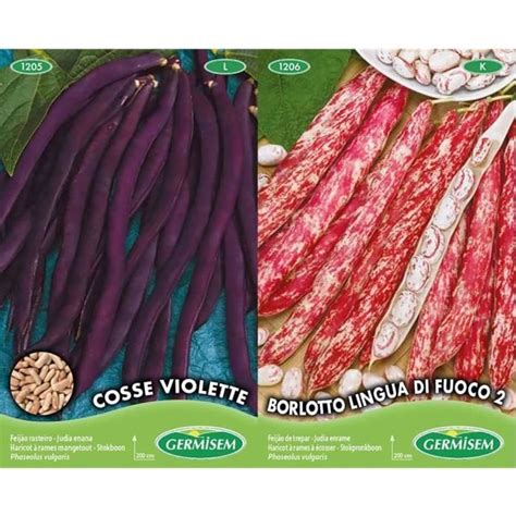 Germisem Cosse Violette Graines de Haricot à Rames 100 g EC1205