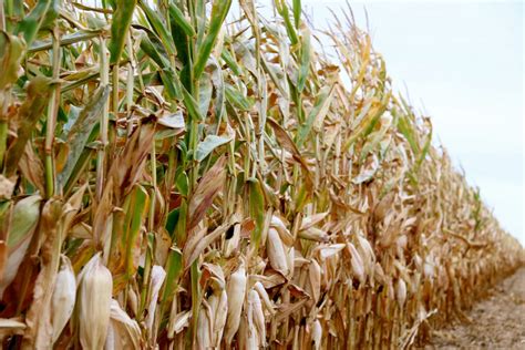 Ontario Ethanol Plan A Boon For Corn Demand Farmtario