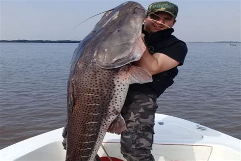 Pescaron un surubí de más de 60 kilos en las aguas del río Uruguay