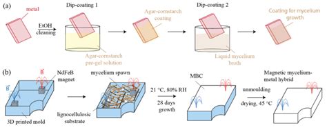 A Schematics Of The Coating Of The Metal Surfaces After Cleaning