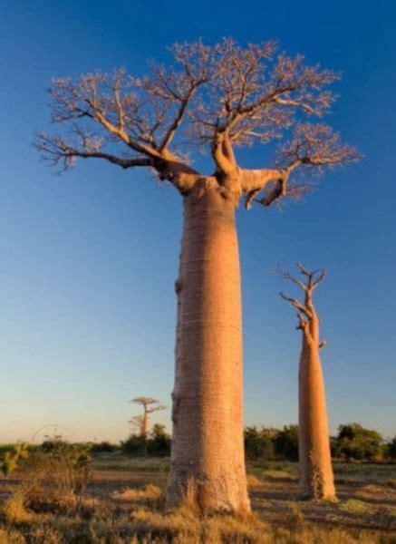 Baobab Afryka Ski Adansonia Sadzonki W Don Nw Arena Pl