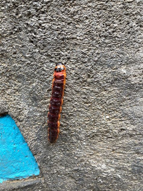 Saw This Caterpillar At Legoland Uk Rwhatsthisbug