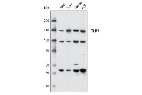 Toll Like Receptor 7 Antibody Cell Signaling Technology