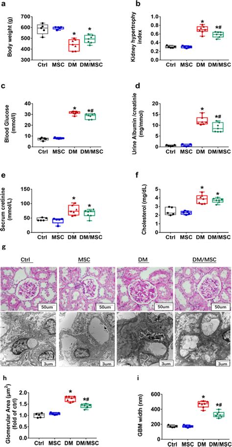 Renoprotective Role Of Human Umbilical Cord Mesenchymal Stem Cells Download Scientific Diagram