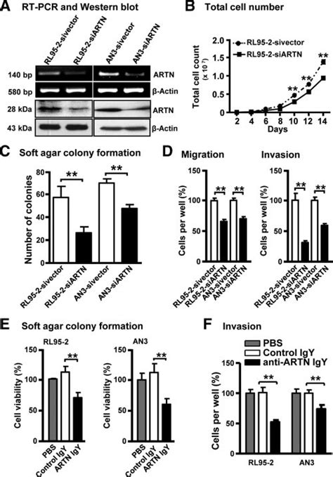 Depletion Of ARTN Expression Or Functional Inhibition Of ARTN