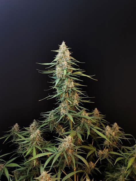 Buy Original Sour Diesel Auto Feminized Seeds By Fastbuds In America Stellar Seeds