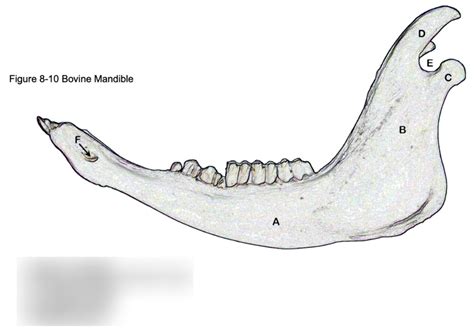 LA Anatomy Bovine Mandible Diagram Quizlet