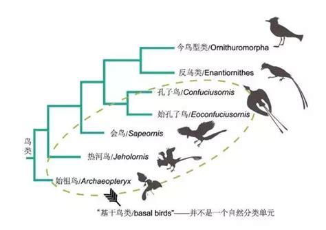 挑戰同步演化假說？13億年前化石揭示鳥類尾骨與扇狀尾羽獨立演化 每日頭條