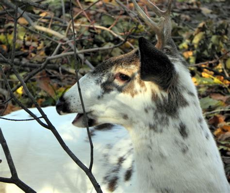 NJDEP| Fish & Wildlife | Piebald and Albino Deer