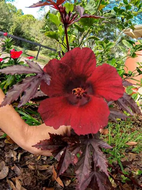 How You Collect Hibiscus Seeds