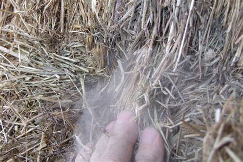 Hay The Good The Bad And The Mouldy Farm Online Act