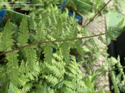 Plantfiles Pictures Athyrium Species Red Lady Fern Lady In Red