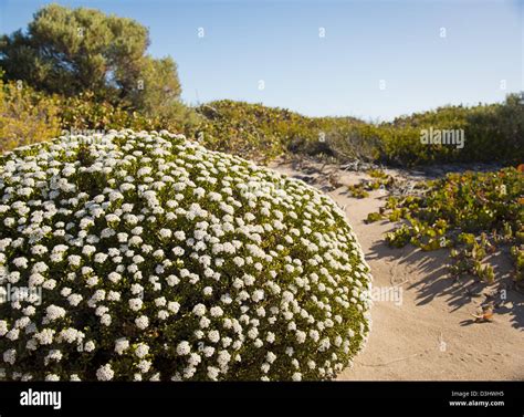 Plants and flowers that thrive in the coastal sand dunes Stock Photo ...