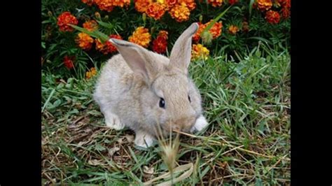 Conoce Las Mascotas Que Puedes Tener En Tu Casa Rpp Noticias