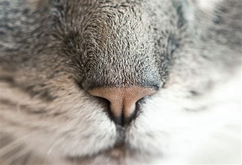 Cat Nose Royalty-Free Stock Photo