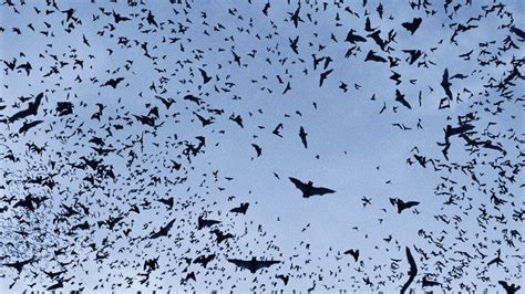 Could bats help design better treatments for COVID-19?