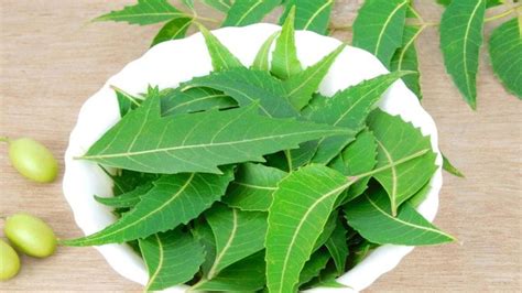 Neem Leaves Benefits Health Benefits Of Eating Neem Leaves Daily On Empty Stomach Neem Leaves