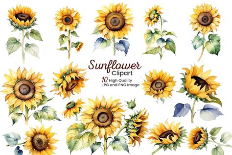 Watercolor Sunflower Set Graphic by pixeness · Creative Fabrica