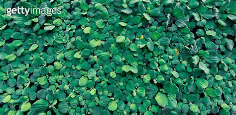 Top View Green Leaves Of Water Lettuce Floating On Water Surface