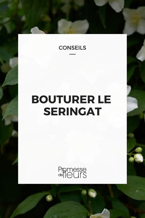 Comment Bouturer Un Seringat Jardin Naturel Boutures Astuce Jardin