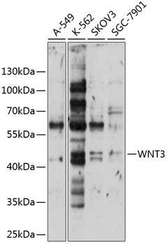 WNT3 Polyclonal Antibody APR28576N Leading Biology Leading