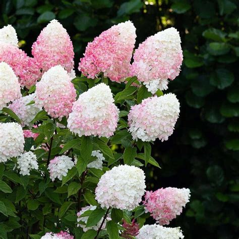 Гортензия метельчатая "Пинк энд Роуз" (Hydrangea paniculata "Pink and ...