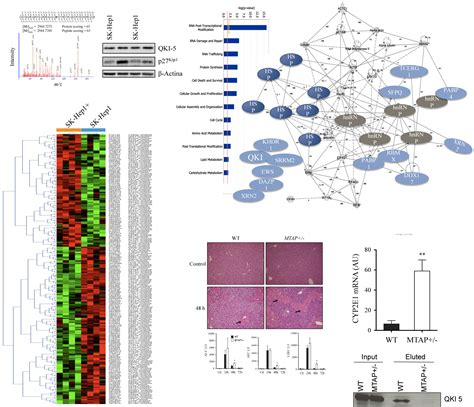 Functional Proteomics