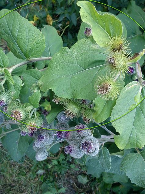 Arctium L Plants Of The World Online Kew Science