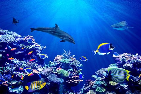 Wallpaper Mural Underwater World Blue Photo Wallpaper