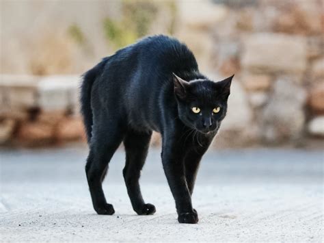 Black Cat