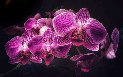 Purple Orchids Orchid Branch Tropical Flowers Orchid On A Black