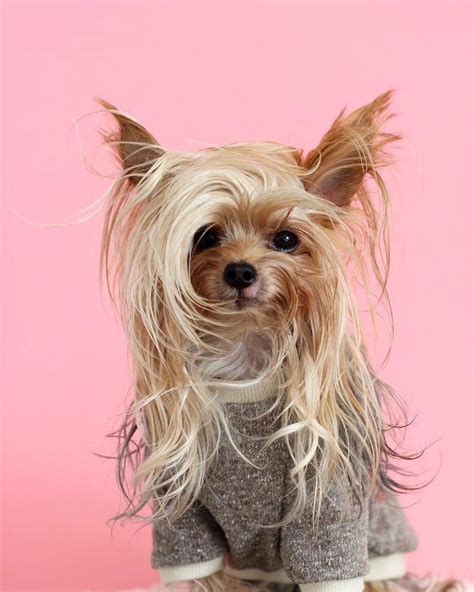 This Stylish Yorkie Loves To Show Off Different Hairstyles