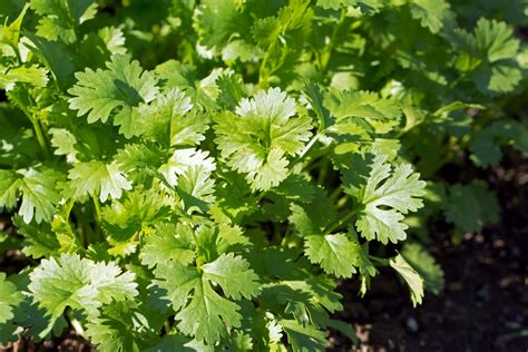 Coriander Oil Sensient Essential Oils