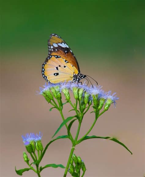 Tigre llano danaus chrysippus butterfly alimentándose de la planta de