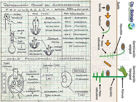 Biología Didáctica Ingeniería Sm Bio 8 Reproducción En Seres Vivos