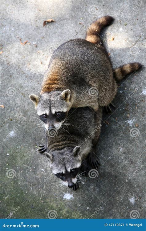 Two Common Raccoons Stock Image Image Of Raccoons Fauna 47110371