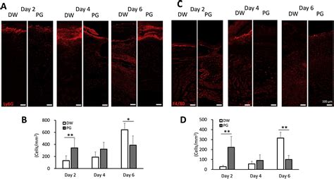 Salmon Cartilage Proteoglycan Promotes The Healing Process Of