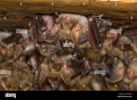 Greater Mouse-eared bat, Large Mouse-Eared Bat (Myotis myotis), female ...