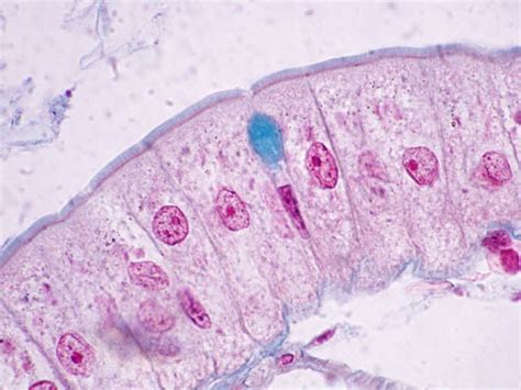 Atlante Di Citologia Ed Istologia Epiteli Di Rivestimento