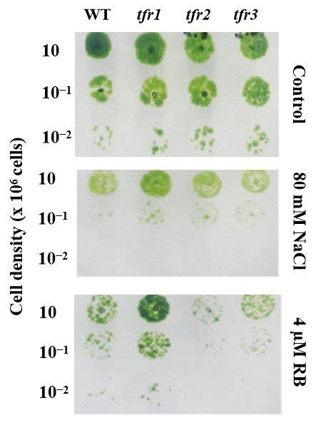 Growth Phenotype Wild Type Wt And Tfr1 Under Oxidative Stress Serial