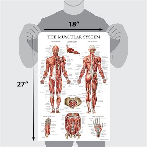 Anatomy Of Skeletal Muscle Anatomical Charts Posters Sexiz Pix