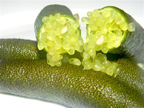 Fingerlime varieties Gallery :: Fingerlimes Fresh