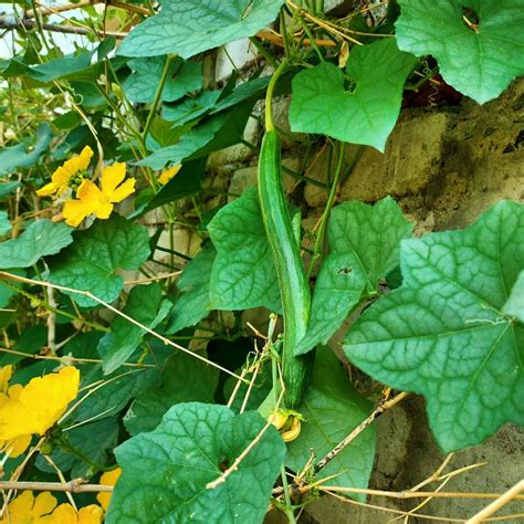 Sponge Gourd Long Seeds - Mountain Top Seed Bank