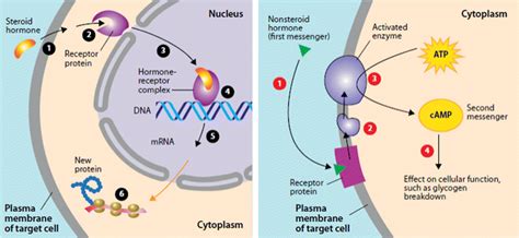 Fixed Membrane Receptor Mechanism