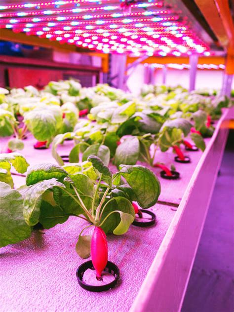 Indoor Farming System Expert | Hydroponic Vertical Farms Plans