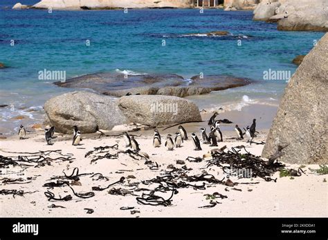 Boulders Penguin Colony, Boulders Beach, Cape Town, South Africa. Black