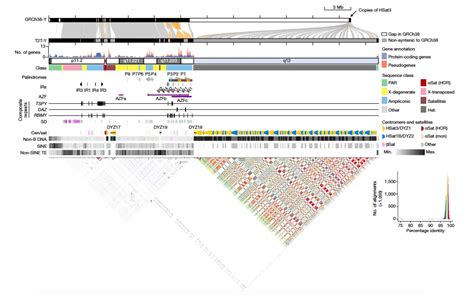 Scientists Assemble The First Complete Human Y Chromosome Sequence A