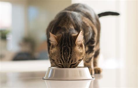 CÓMO ENGORDAR RÁPIDO A UN GATO QUÉ HACER