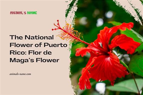 Discover The National Flower Of Puerto Rico Flor De Magas Flower